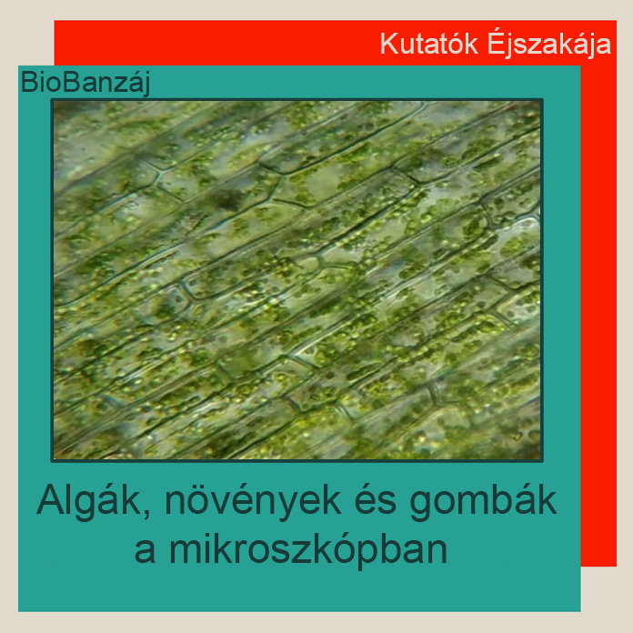 "BioBanzáj" Algák, növények és gombák a mikroszkópban