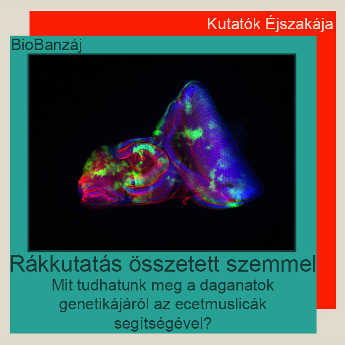 "BioBanzáj" Rákkutatás összetett szemmel - Mit tudhatunk meg a daganatok genetikájáról az ecetmuslicák segítségével?