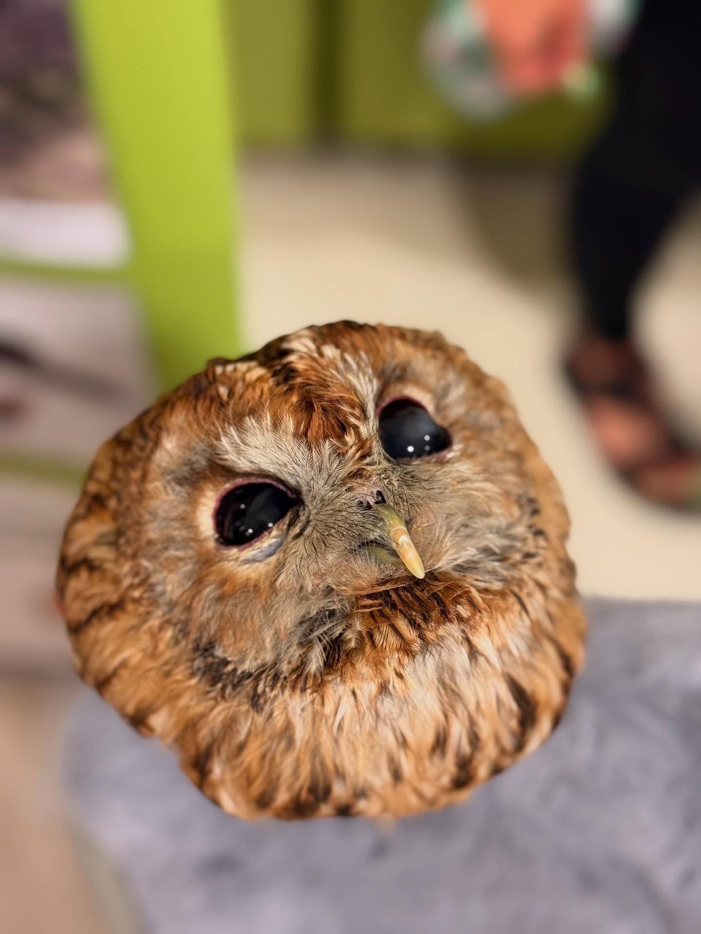A Bükki Nemzeti Park Igazgatóság Egri Madármentő Állomásának bemutatkozása