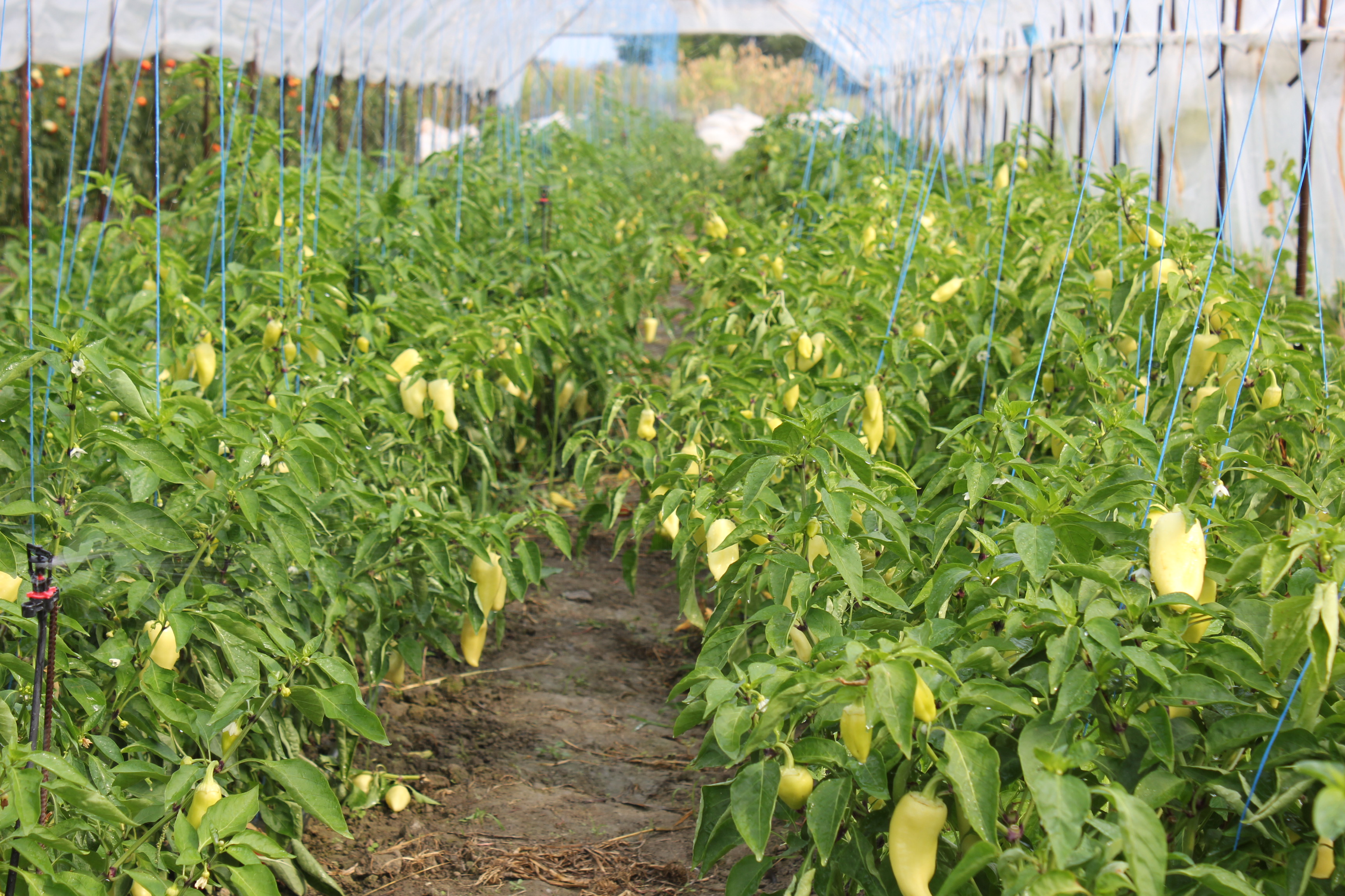 PAPRIKA A PÁCBAN / Így nevelik a pelletált trágyák a kedvenc zöldségünket