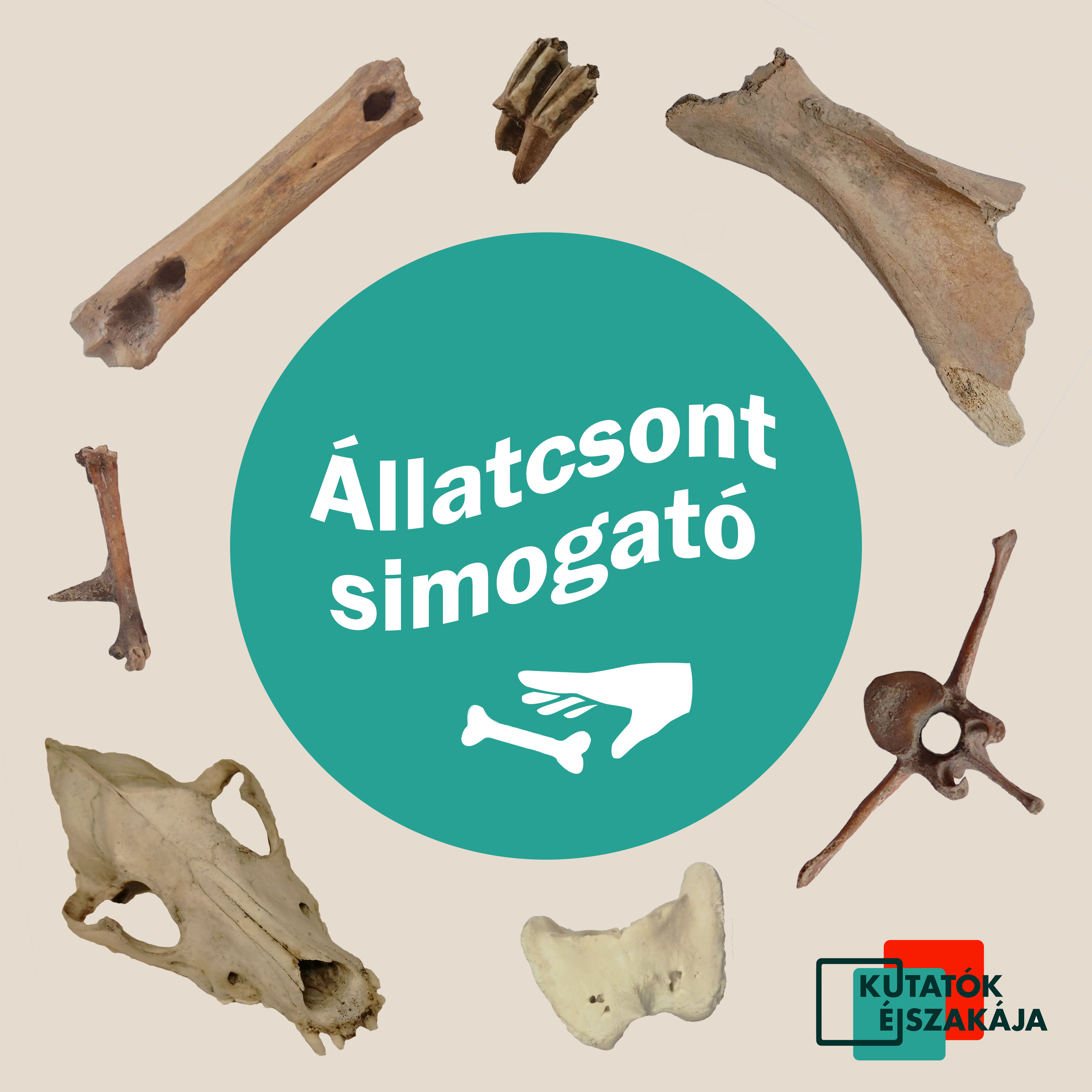 Régészeti állatcsont-simogató