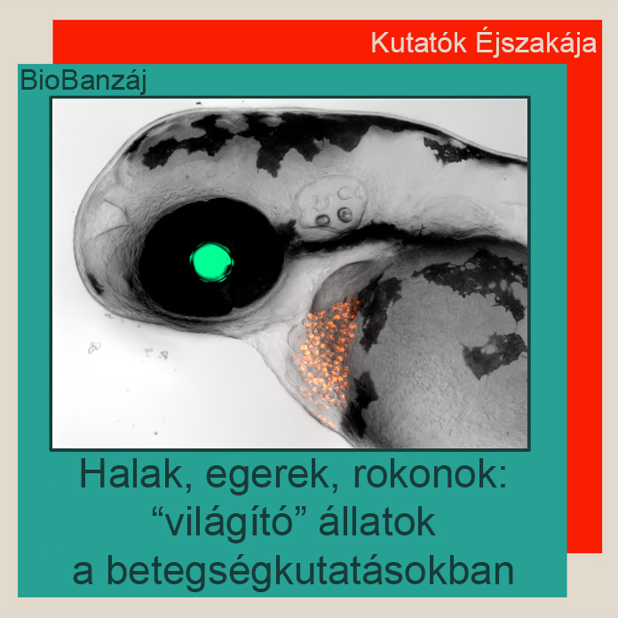 "BioBanzáj" Halak, egerek, rokonok: “világító” állatok a betegségkutatásokban