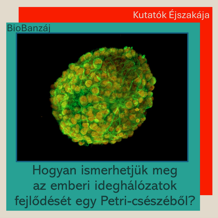 "BioBanzáj" Hogyan ismerhetjük meg az emberi ideghálózatok fejlődését egy Petri-csészéből?