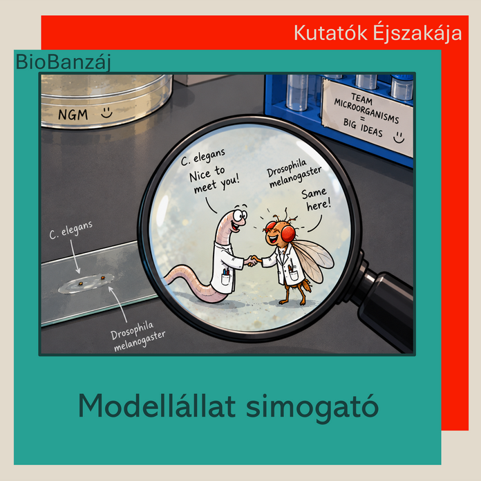 "BioBanzáj" Modellállat simogató