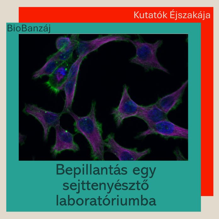 "BioBanzáj" Bepillantás egy sejttenyésztő laboratóriumba