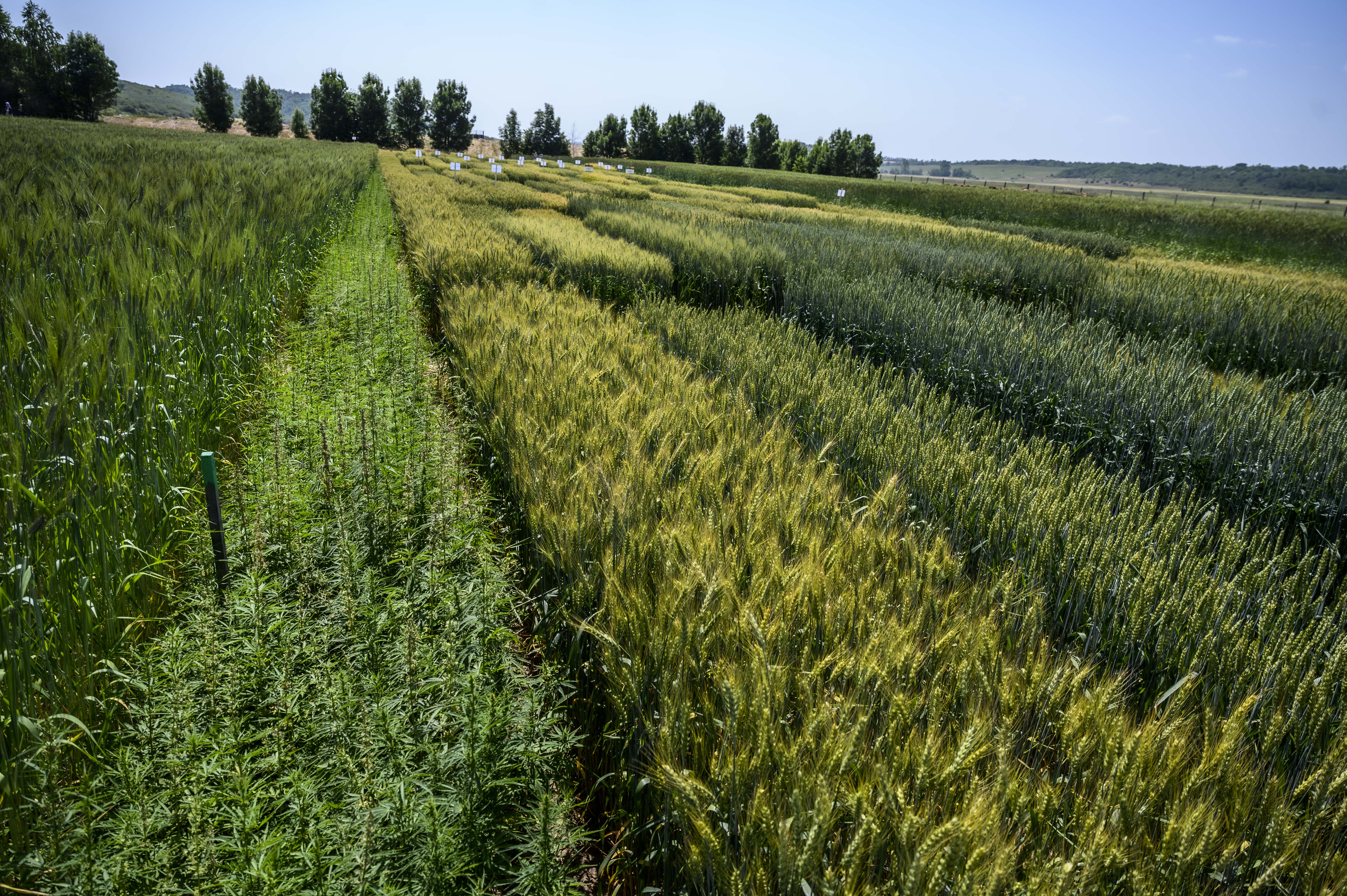 BIODIVERZITÁS A SZÁNTÓN / Ismerkedés a kalászos gabonák sokszínűségével