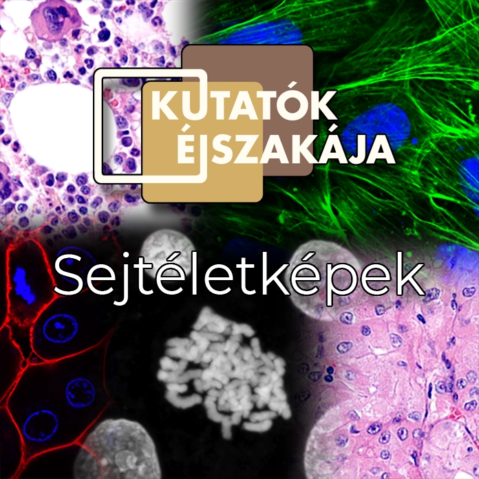 Sejtéletképek