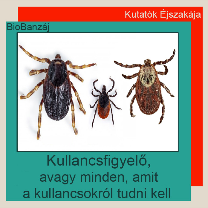 "BioBanzáj" Kullancsfigyelő, avagy minden, amit a kullancsokról tudni kell