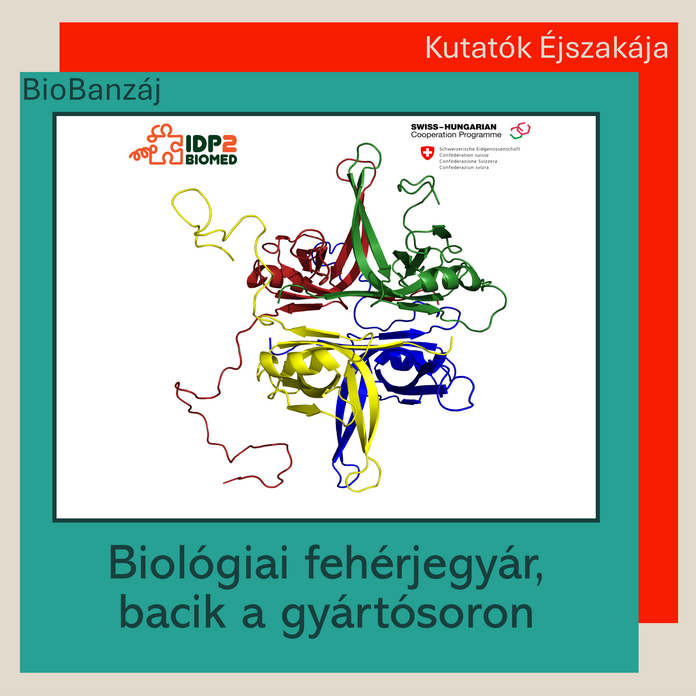 "BioBanzáj" Biológiai fehérjegyár, bacik a gyártósoron Interaktív laborlátogatás a Biokémiai Tanszéken
