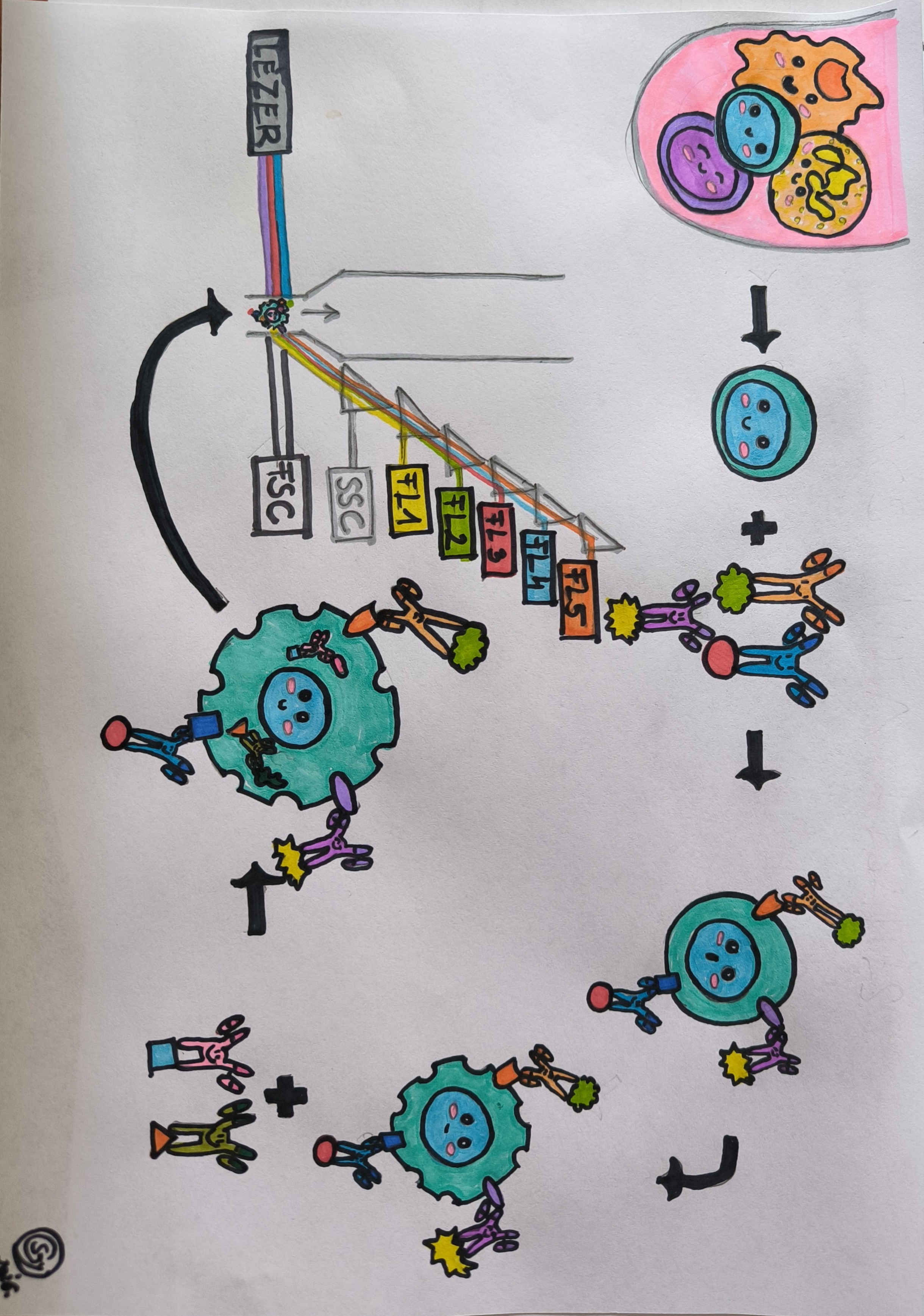 Laboratóriumi módszerek a tumor immunológiai és sugárbiológiai kutatásokban (kromoszóma vizsgálat, sugárrezisztens sejtvonalak, áramlási citométer)