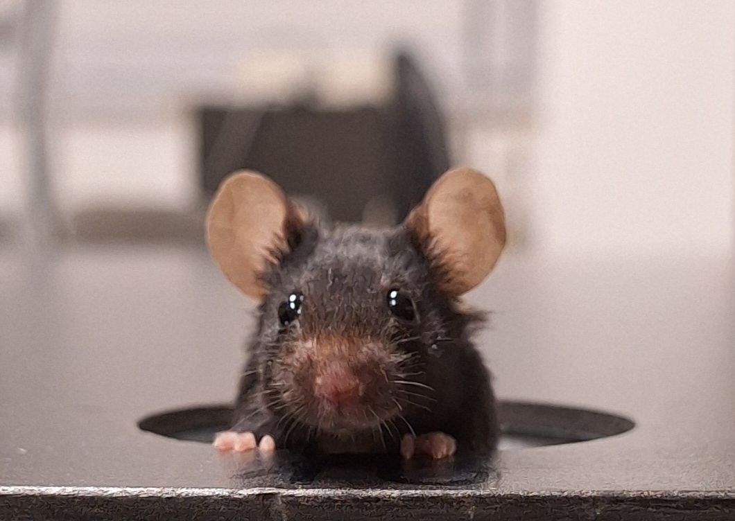 Humán betegségek modellezése transzgenikus egereken