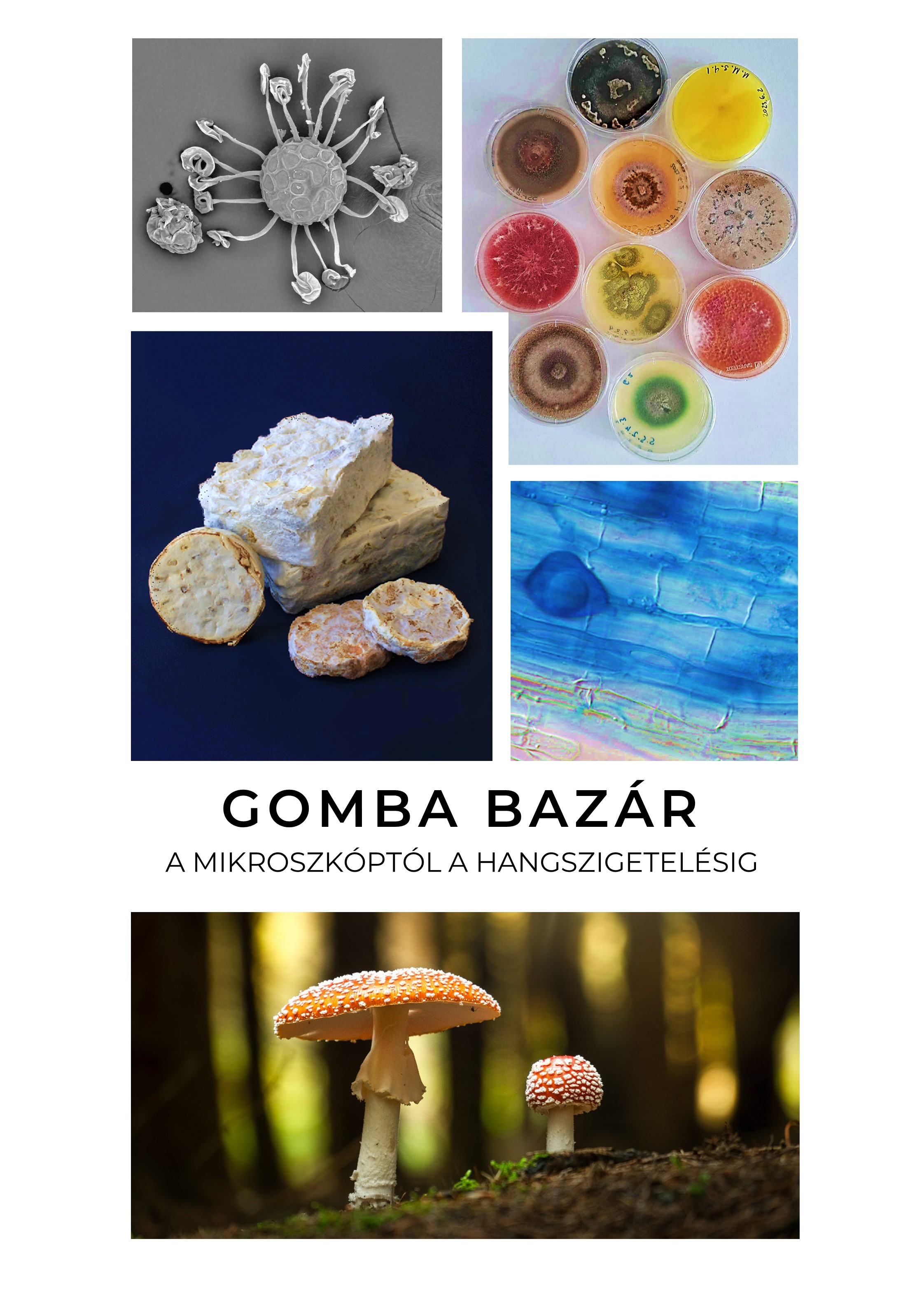 Gomba bazár - a mikroszkóptól a hangszigetelésig