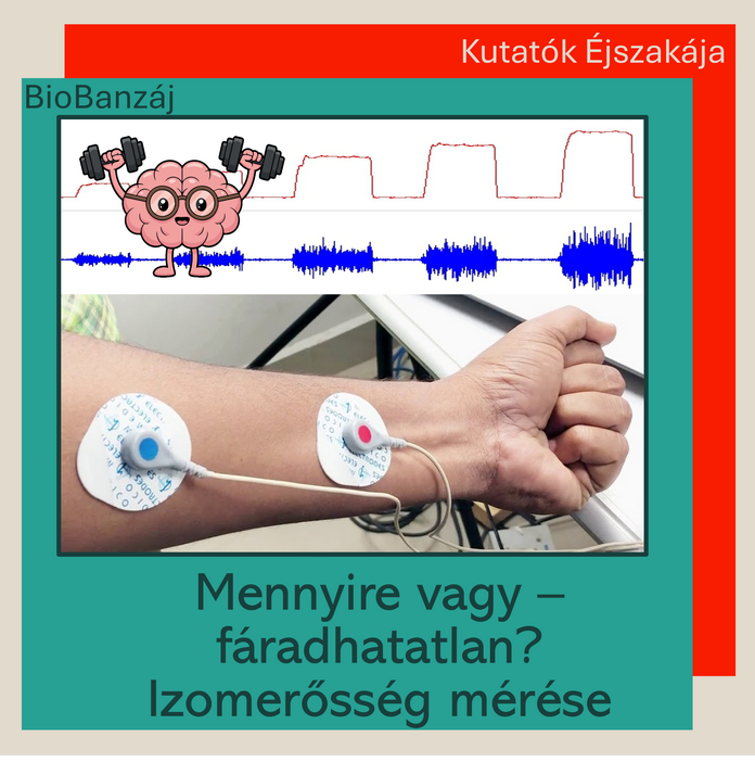"BioBanzáj" Mennyire vagy fáradhatatlan? – Izomerősség mérése