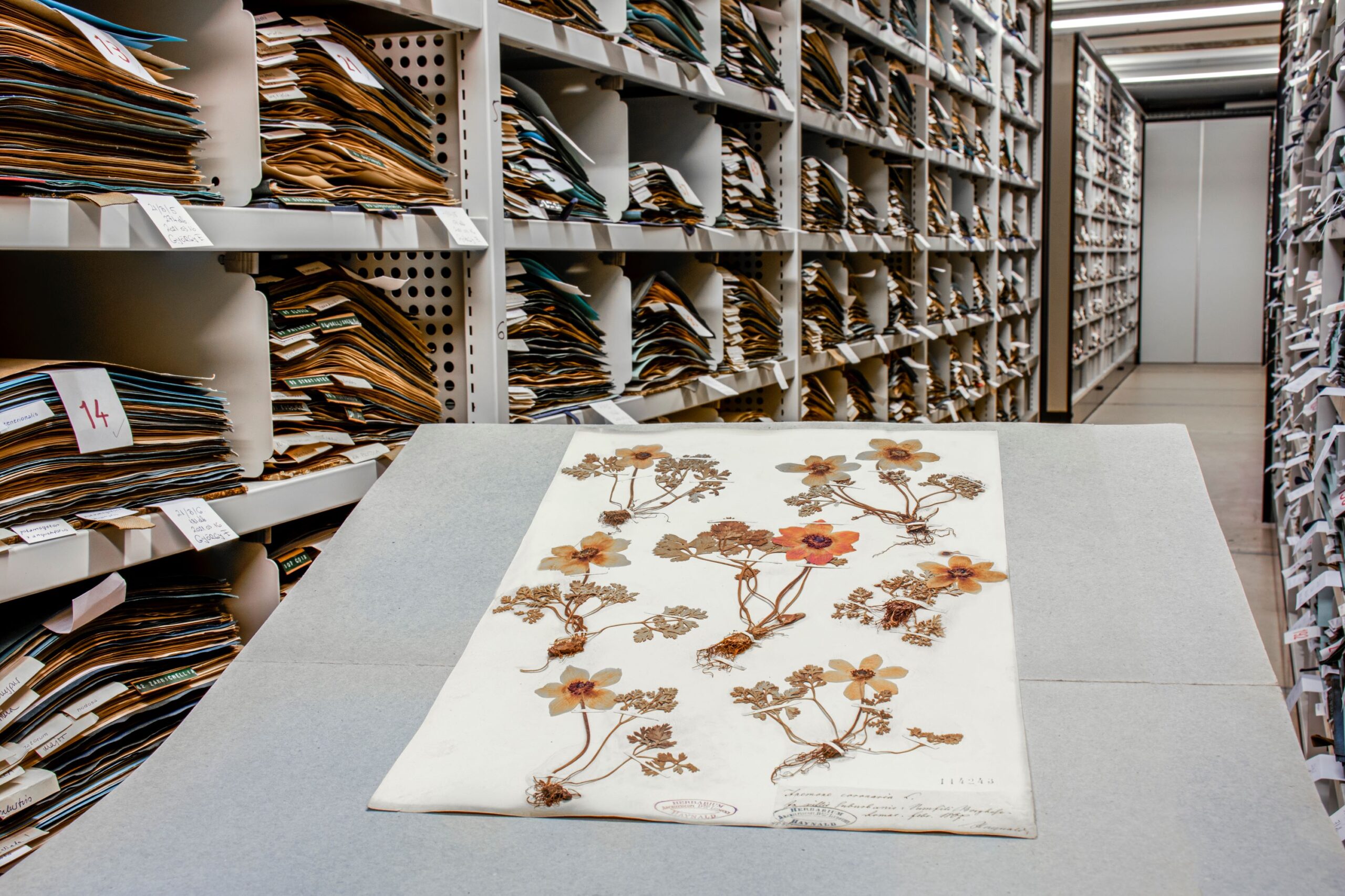 Megnyílik a Herbarium Generale