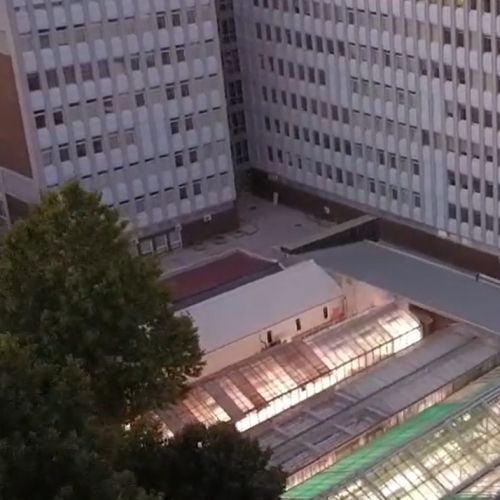 Légyott - ecetmuslicák a mikroszkóp alatt