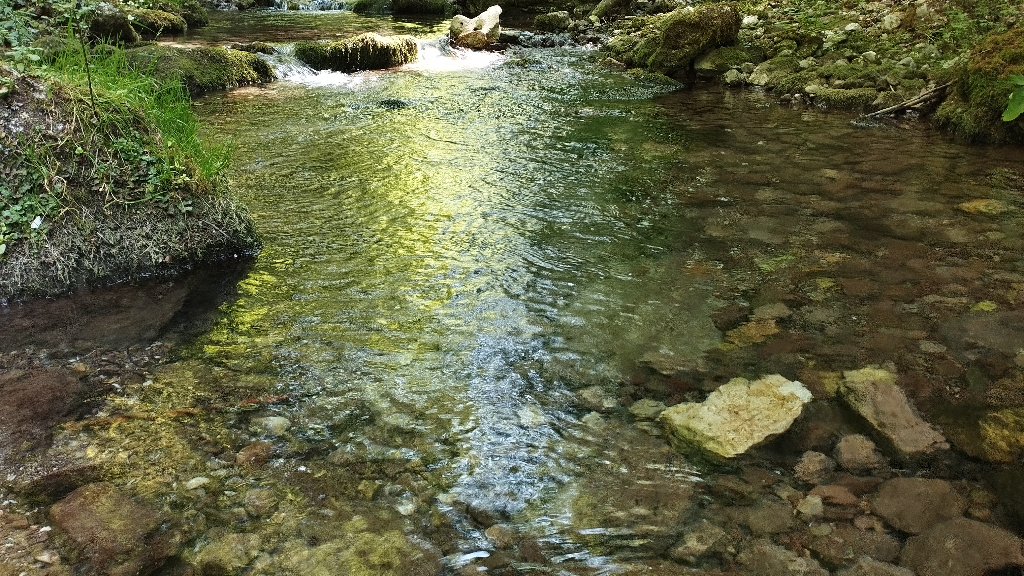 A növények szárazságtűrése, lehetőségek, határok