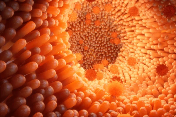 Probiotikumok hatásának vizsgálata in vitro sertés bélhámsejt tenyészeten