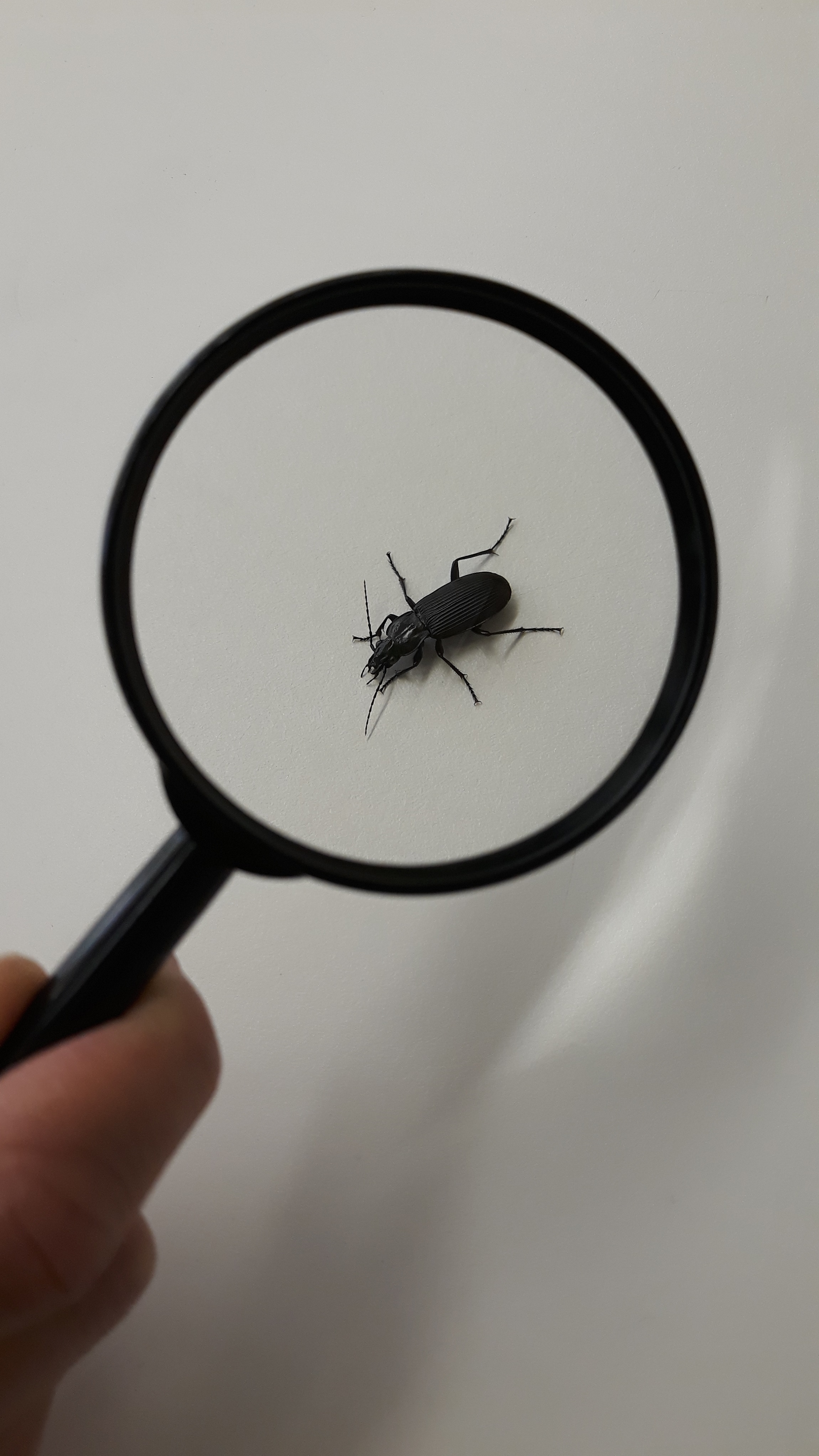Élőlények válaszai a változó környezetre