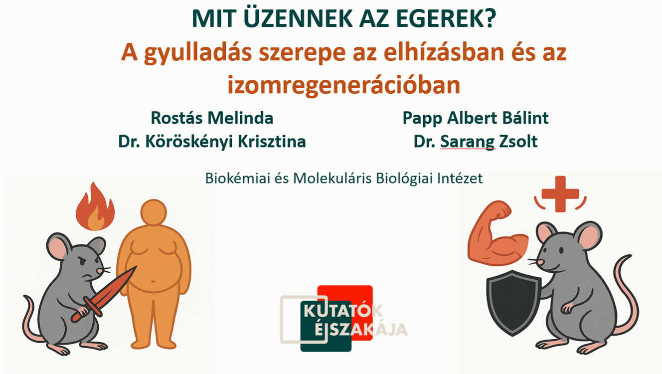 Mit üzennek a egerek? – Gyulladás szerepe az elhízásban az izomregenerációban