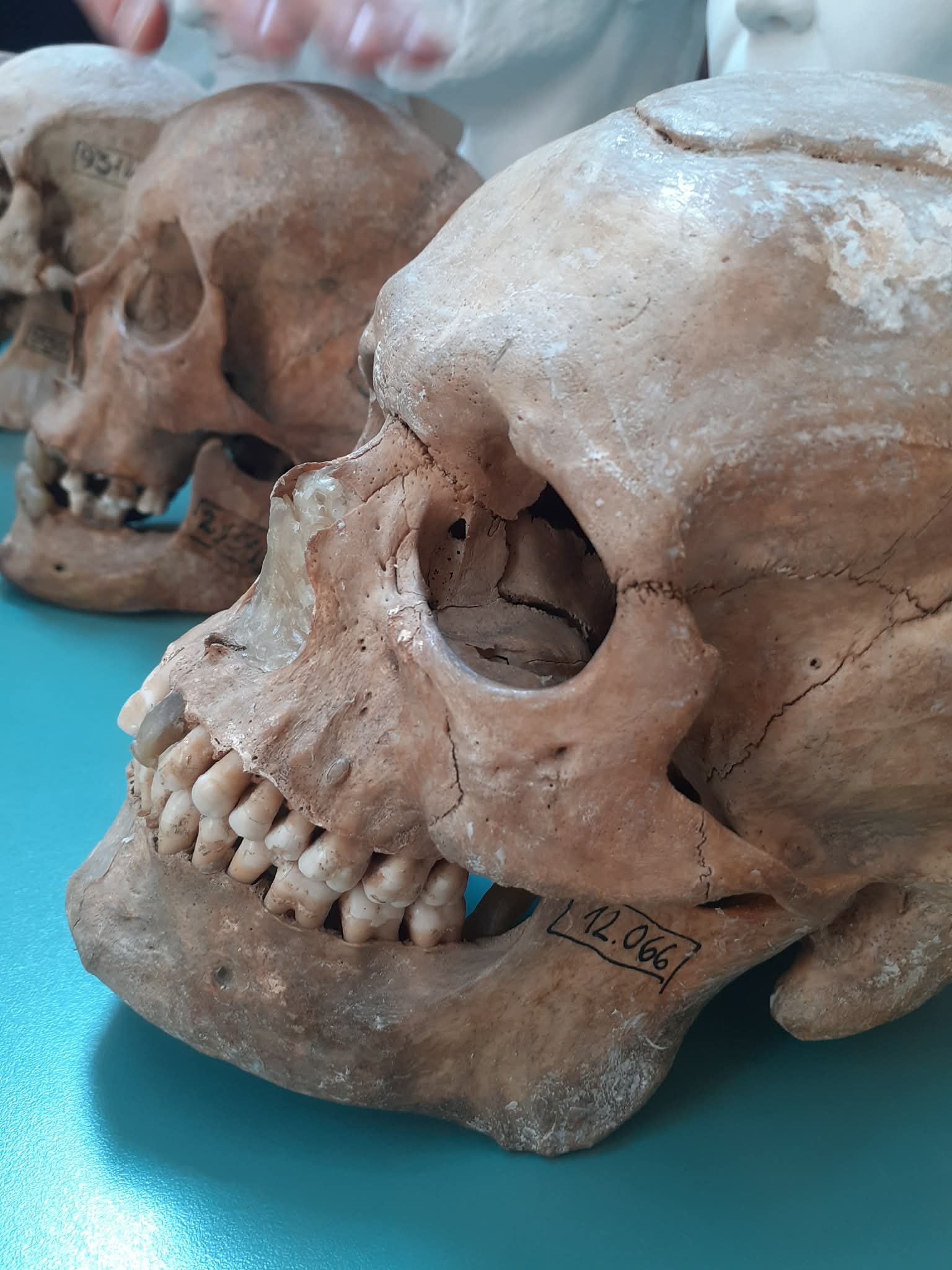 Barangolás az Embertani Tárban